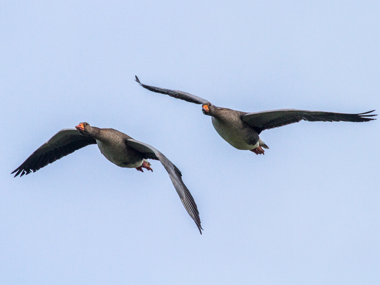 domestic Greylag Goose x Swan Goose hybrid